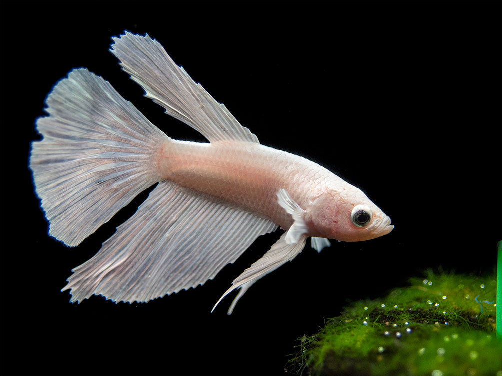 Assorted White Halfmoon Betta (Betta splendens) - Tank-Bred!