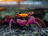 Halloween Vampire Crab (Geosesarma bicolor)