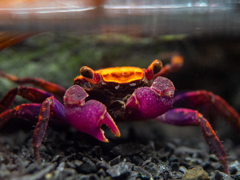 Halloween Vampire Crab (Geosesarma bicolor)