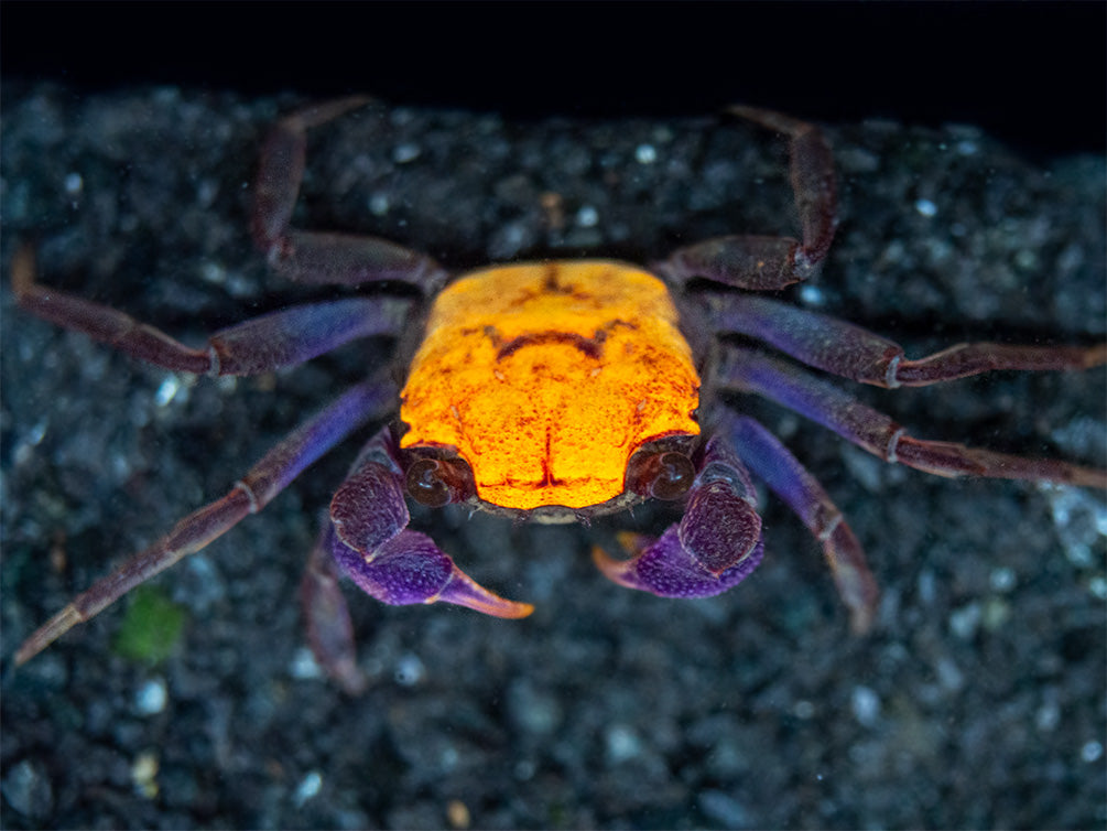 Halloween Vampire Crab (Geosesarma bicolor)