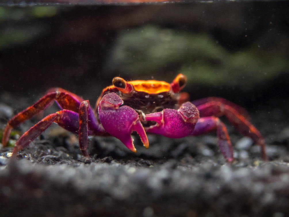 Halloween Vampire Crab (Geosesarma bicolor)