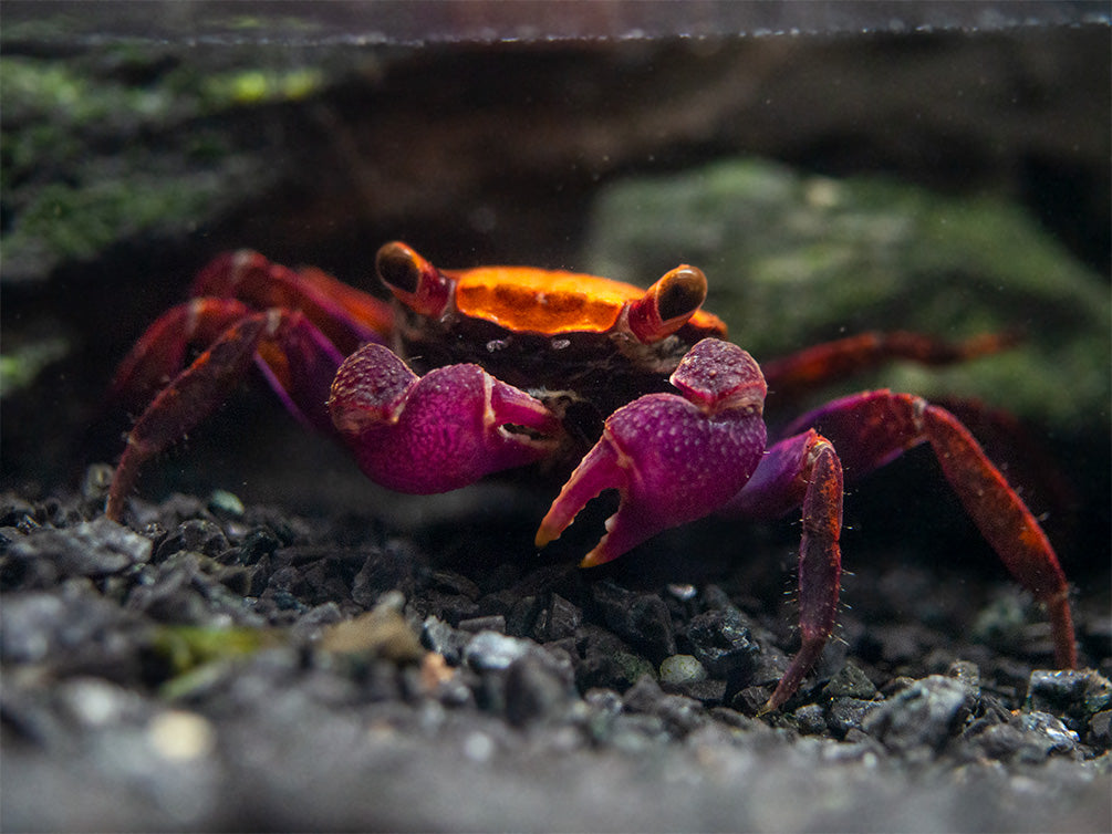 Halloween Vampire Crab (Geosesarma bicolor)