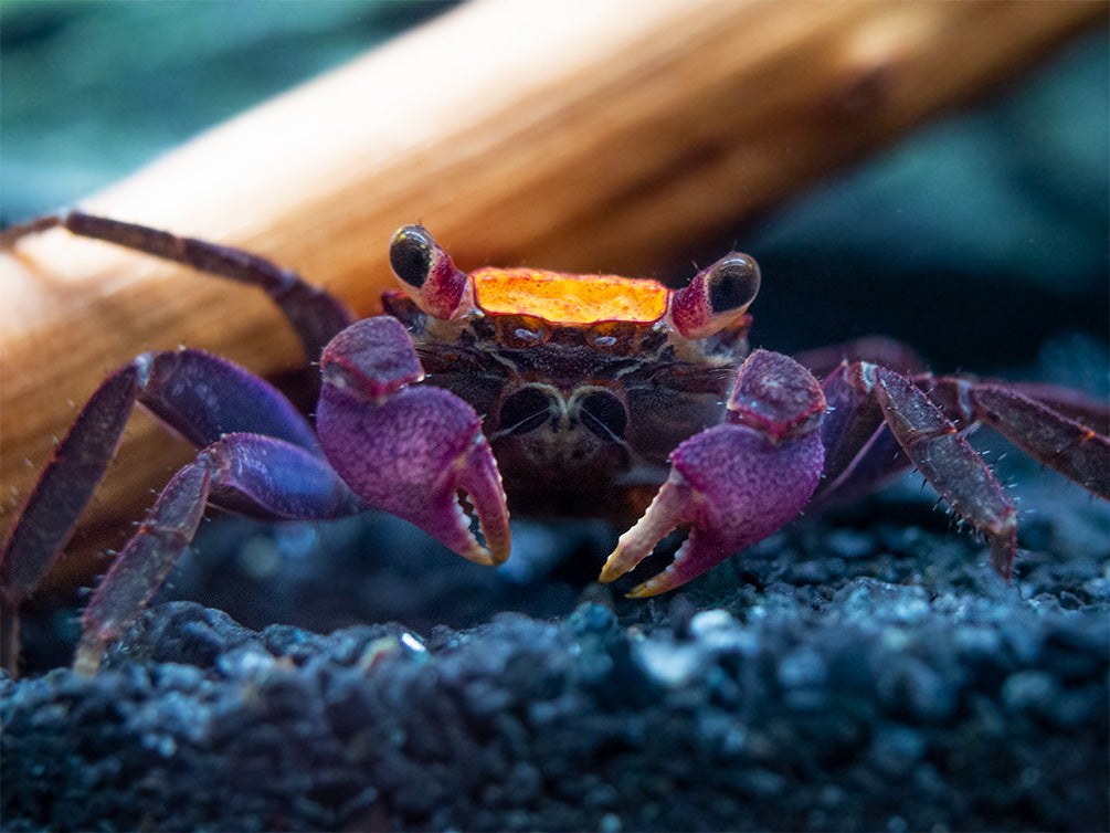 Halloween Vampire Crab (Geosesarma bicolor)