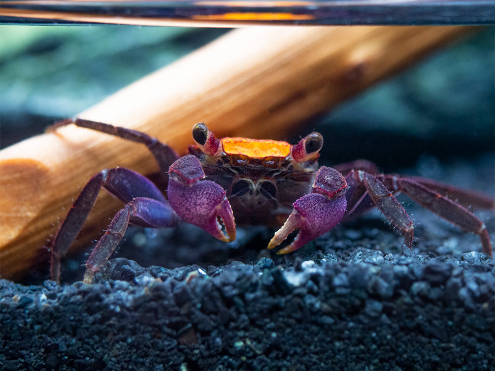 Halloween Vampire Crab (Geosesarma bicolor)