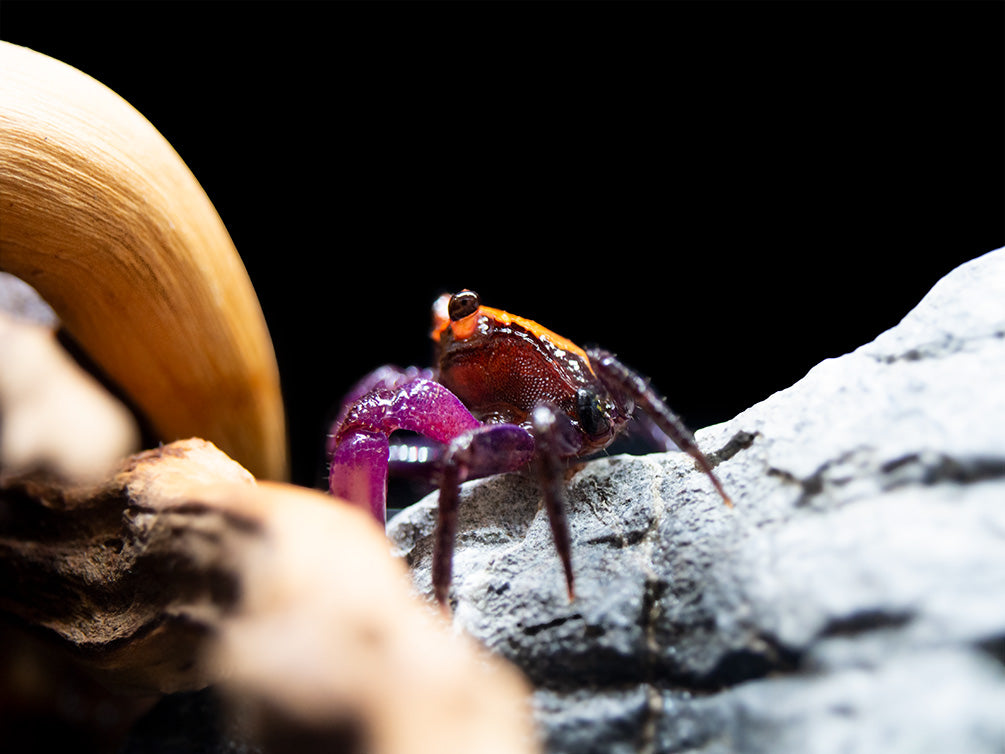 Halloween Vampire Crab (Geosesarma bicolor)