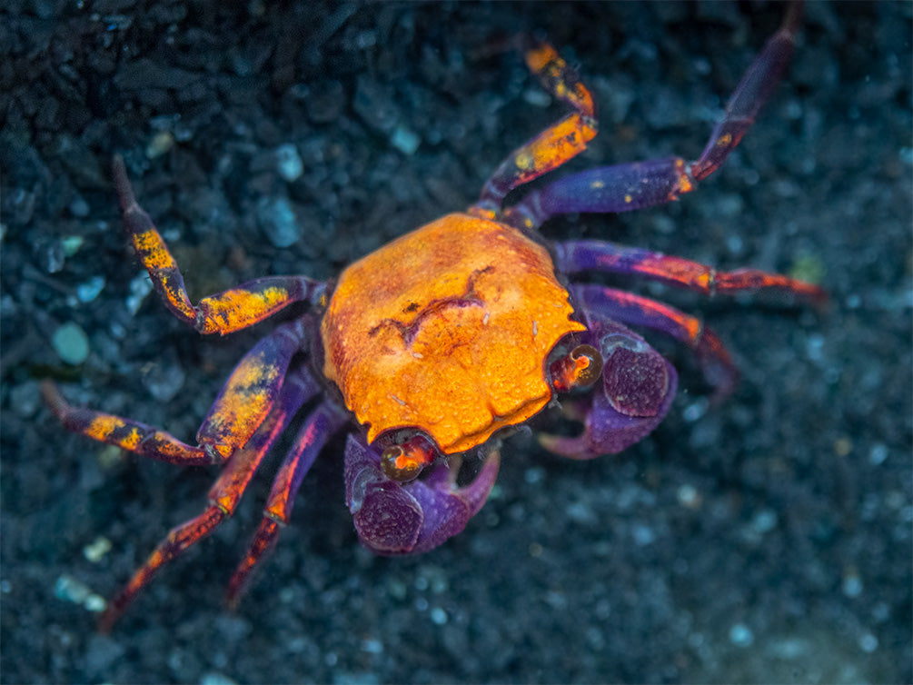 Halloween Vampire Crab (Geosesarma bicolor)