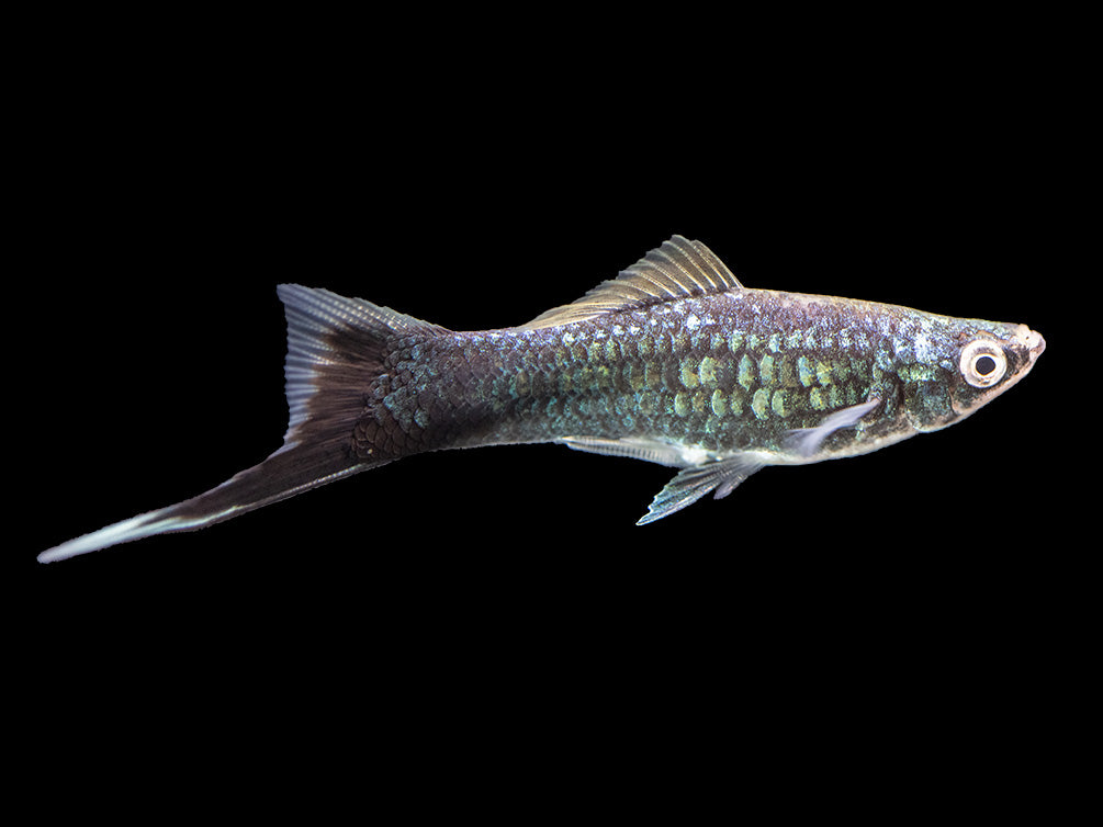 Hamburger Swordtail (Xiphophorus helleri hybrid) Tank-Bred!