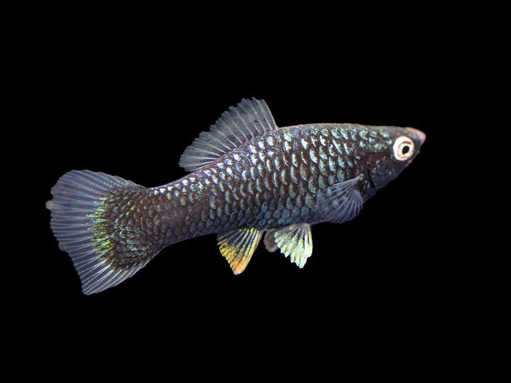 Hamburger Swordtail (Xiphophorus helleri hybrid) Tank-Bred!