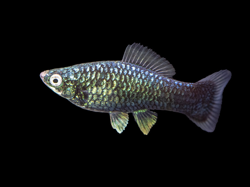 Hamburger Swordtail (Xiphophorus helleri hybrid) Tank-Bred!