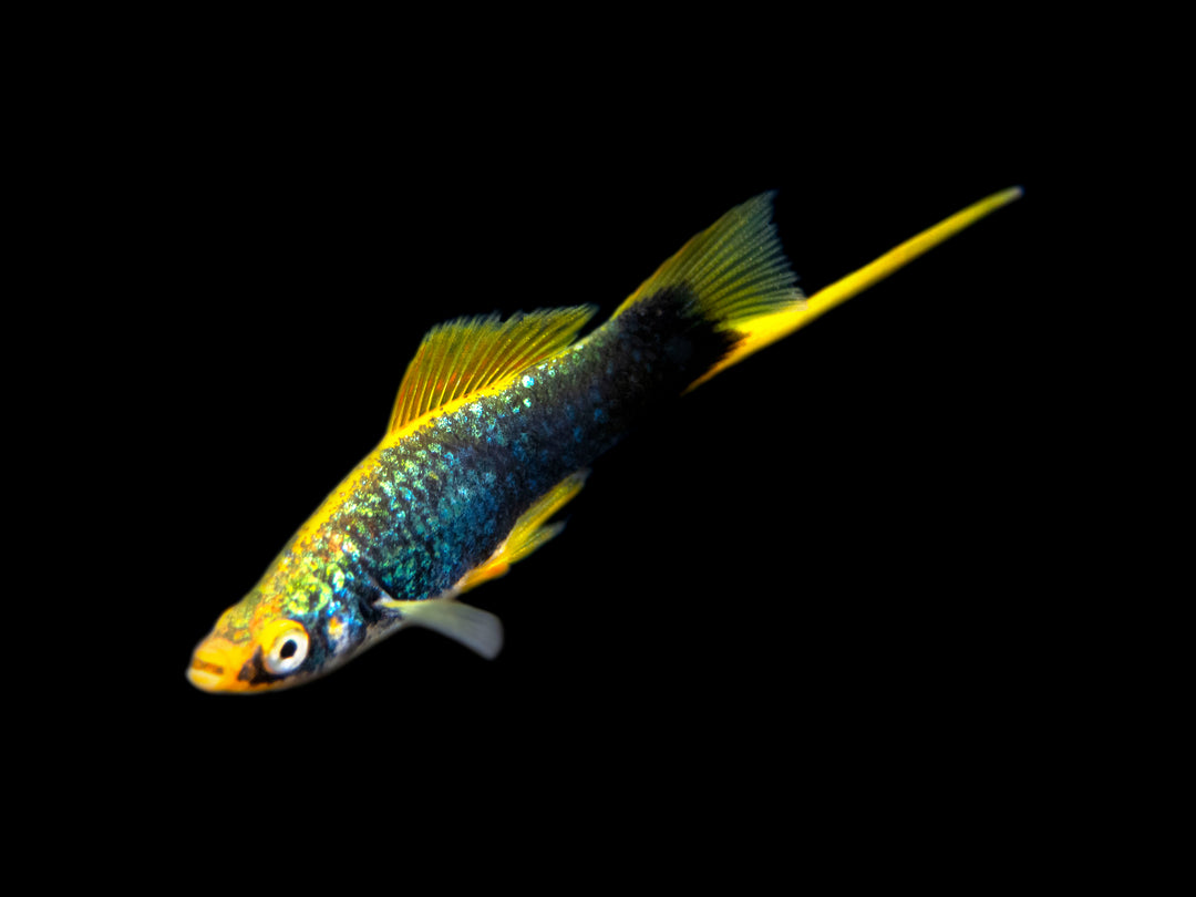 Hamburger Swordtail (Xiphophorus helleri hybrid) Tank-Bred!