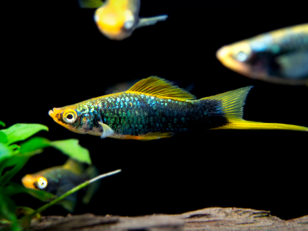Hamburger Swordtail (Xiphophorus helleri hybrid) Tank-Bred!