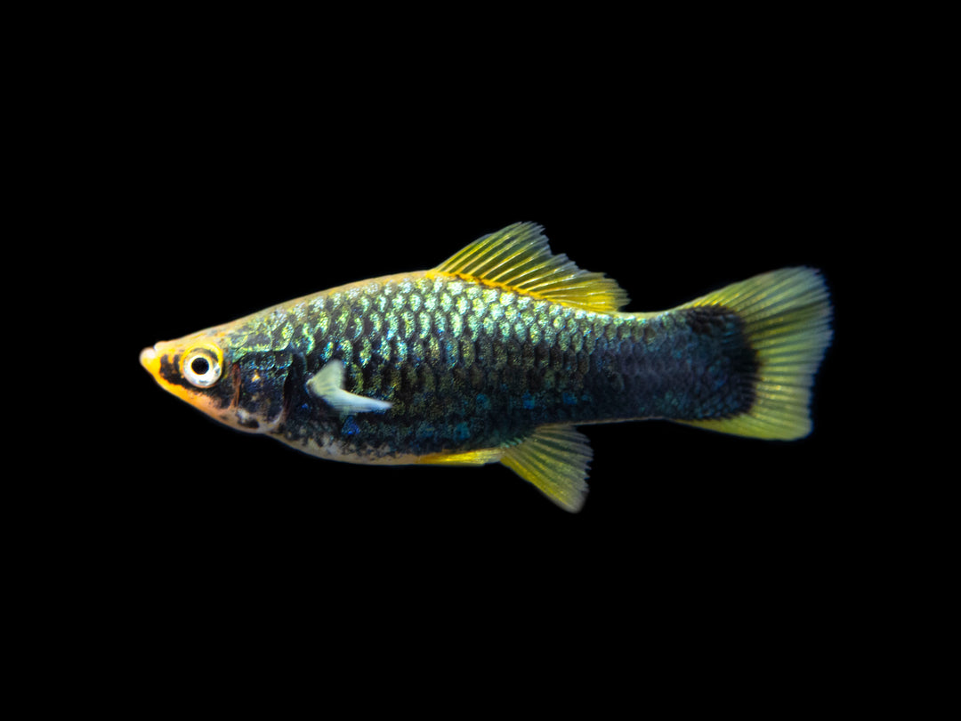 Hamburger Swordtail (Xiphophorus helleri hybrid) Tank-Bred!