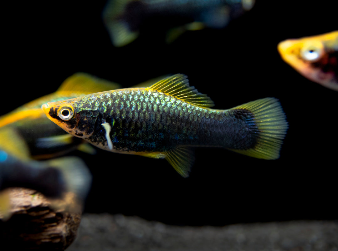 Hamburger Swordtail (Xiphophorus helleri hybrid) Tank-Bred!