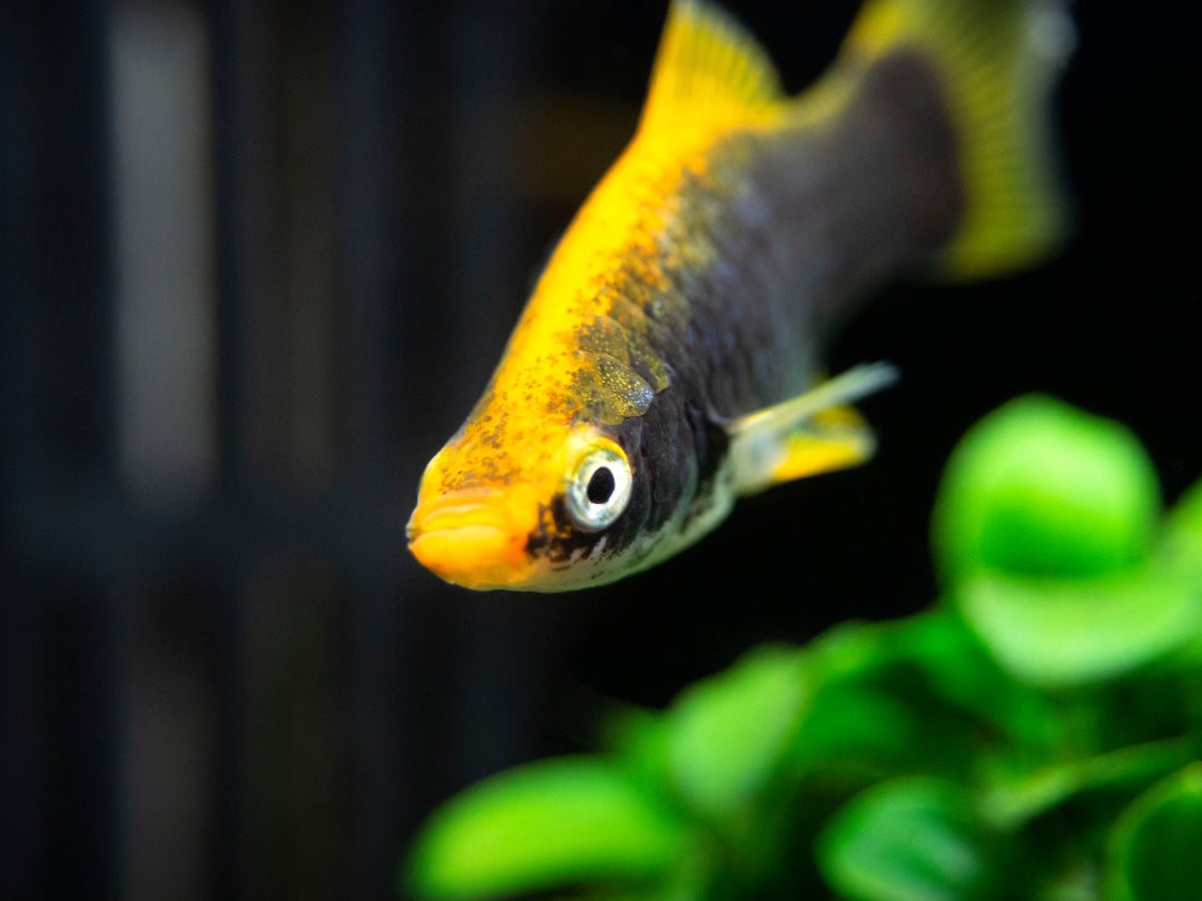 Hamburger Swordtail (Xiphophorus helleri hybrid) Tank-Bred!