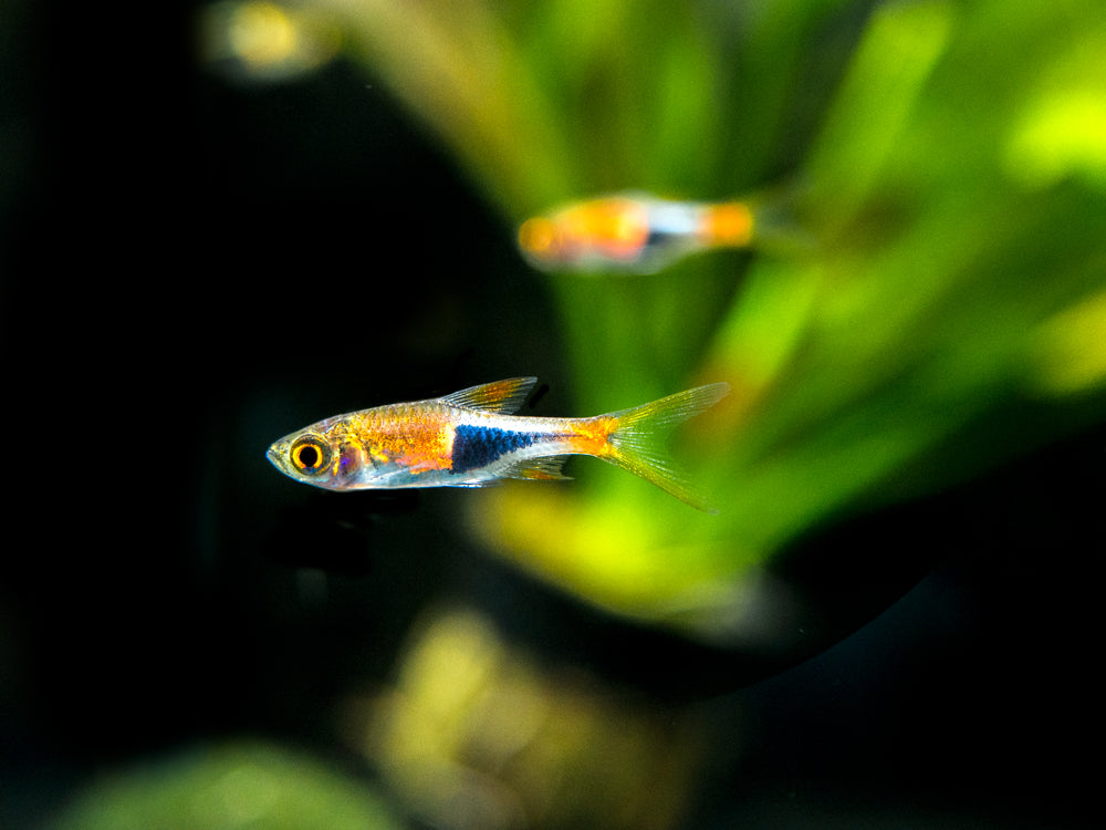 Harlequin Rasbora (Trigonostigma heteromorpha), Tank-Bred