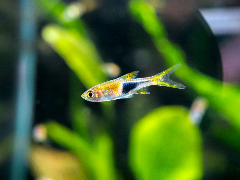 Harlequin Rasbora (Trigonostigma heteromorpha), Tank-Bred