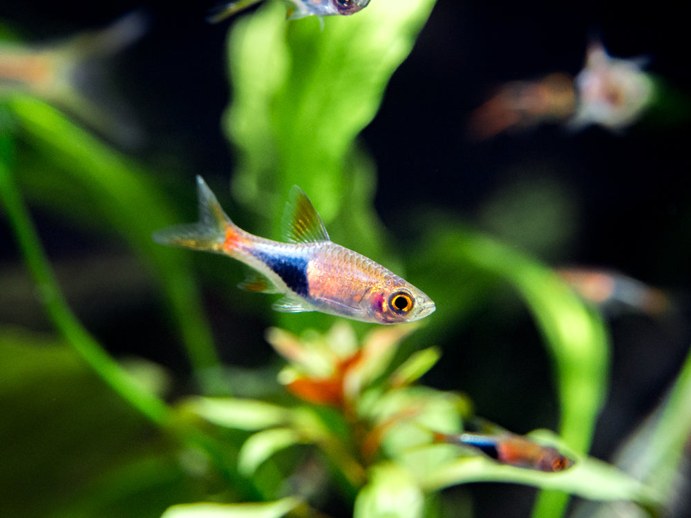 Harlequin Rasbora (Trigonostigma heteromorpha), Tank-Bred