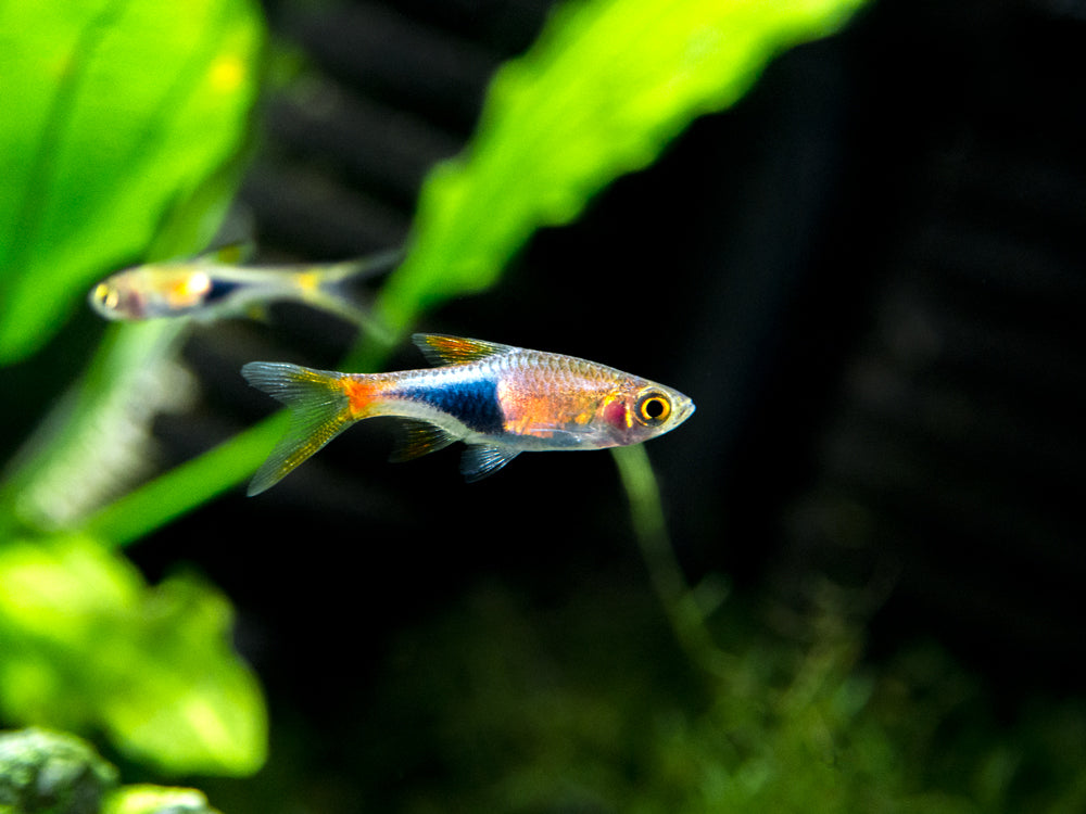 Harlequin Rasbora (Trigonostigma heteromorpha), Tank-Bred