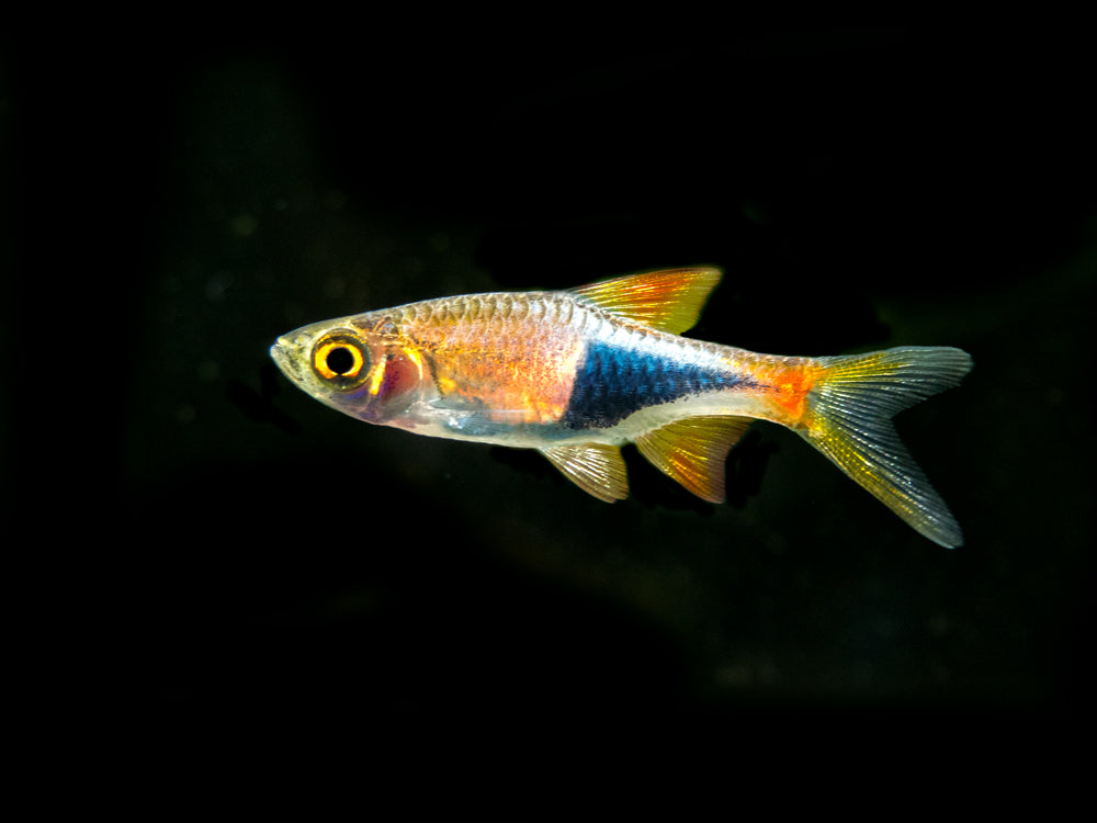 Harlequin Rasbora (Trigonostigma heteromorpha), Tank-Bred