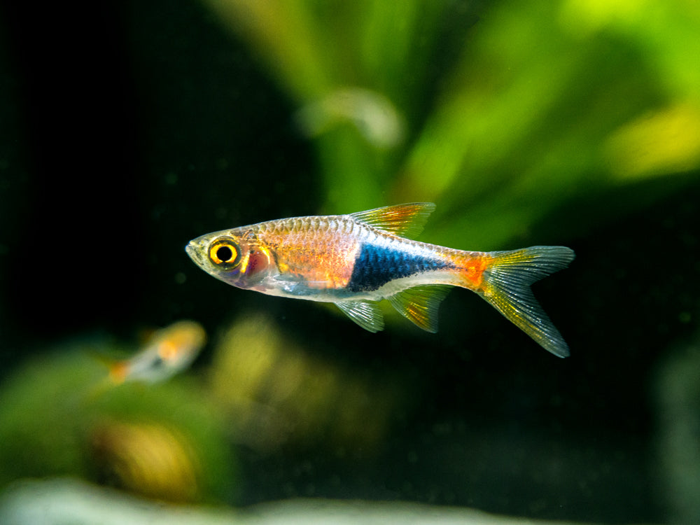 Harlequin Rasbora (Trigonostigma heteromorpha), Tank-Bred