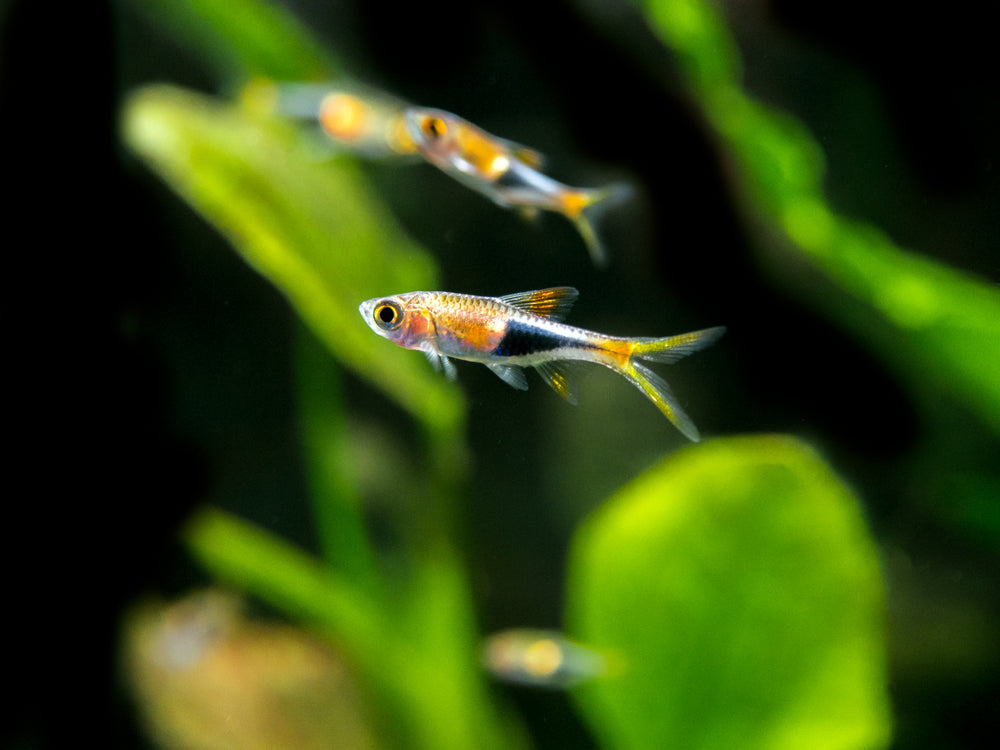 Harlequin Rasbora (Trigonostigma heteromorpha), Tank-Bred