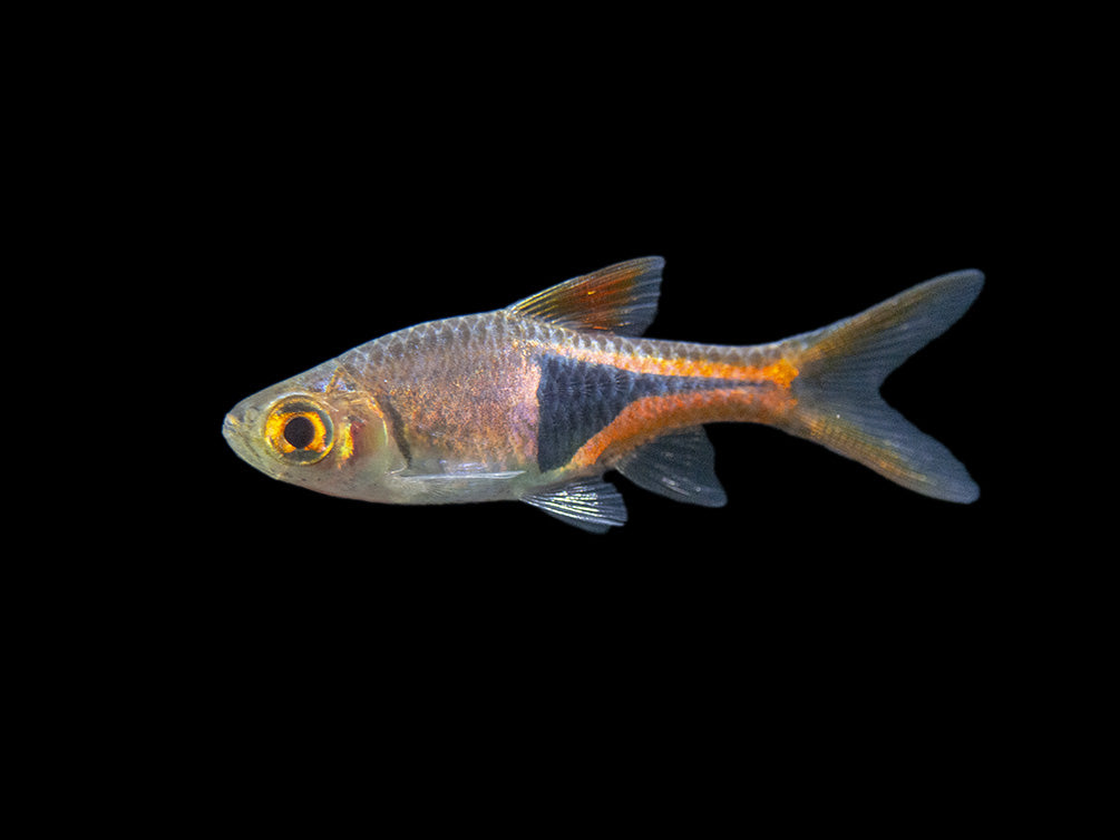 Harlequin Rasbora (Trigonostigma heteromorpha), Tank-Bred