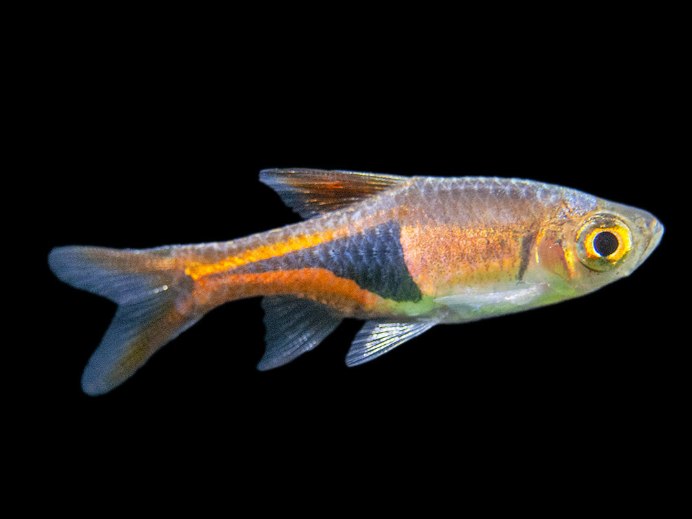 Harlequin Rasbora (Trigonostigma heteromorpha), Tank-Bred