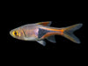 Harlequin Rasbora (Trigonostigma heteromorpha), Tank-Bred