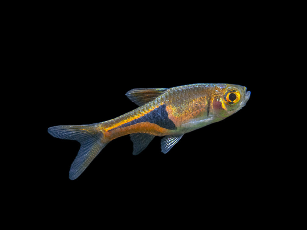 Harlequin Rasbora (Trigonostigma heteromorpha), Tank-Bred