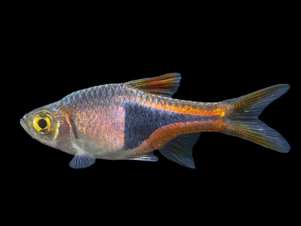 Harlequin Rasbora (Trigonostigma heteromorpha), Tank-Bred