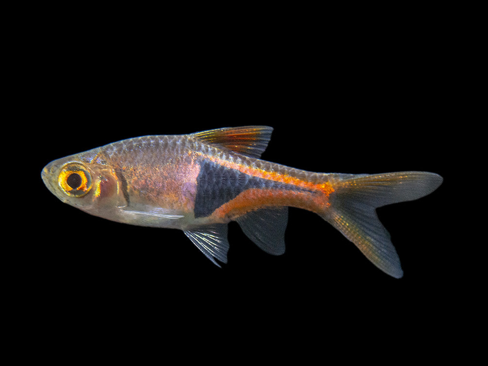 Harlequin Rasbora (Trigonostigma heteromorpha), Tank-Bred