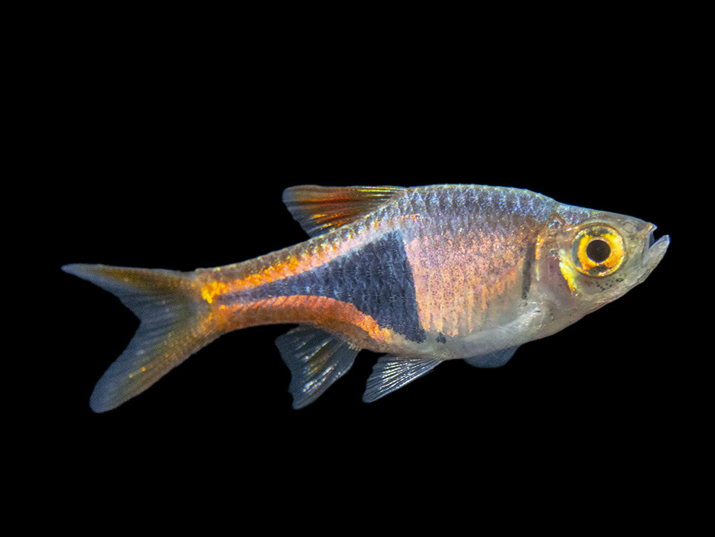 Harlequin Rasbora (Trigonostigma heteromorpha), Tank-Bred