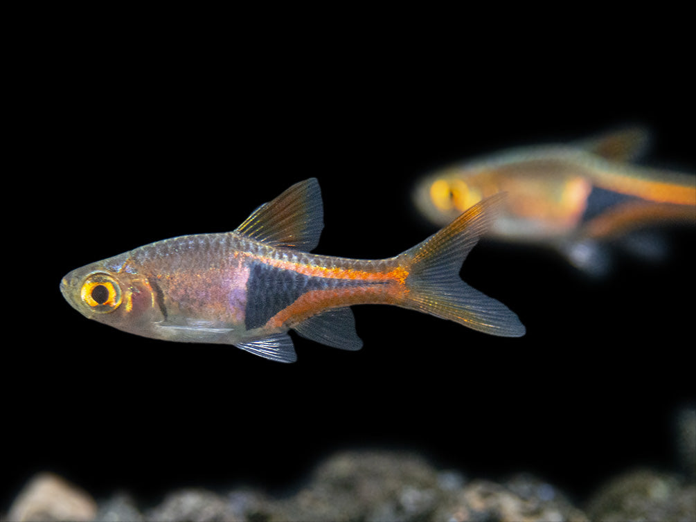 Harlequin Rasbora (Trigonostigma heteromorpha), Tank-Bred