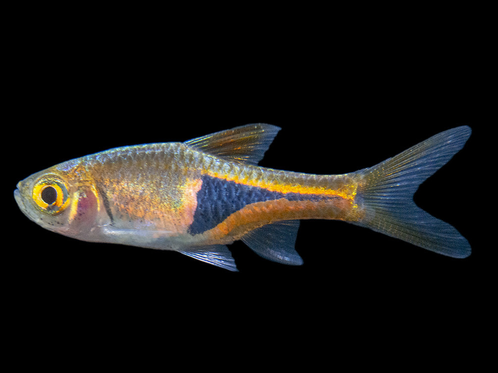 Harlequin Rasbora (Trigonostigma heteromorpha), Tank-Bred