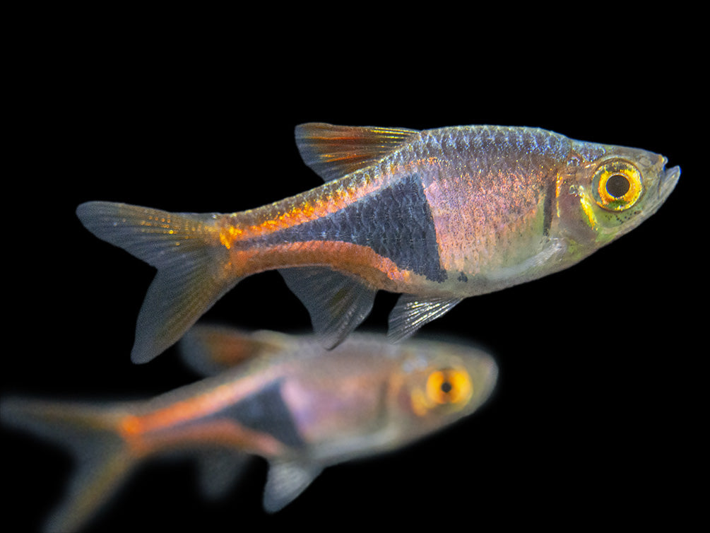 Harlequin Rasbora (Trigonostigma heteromorpha), Tank-Bred