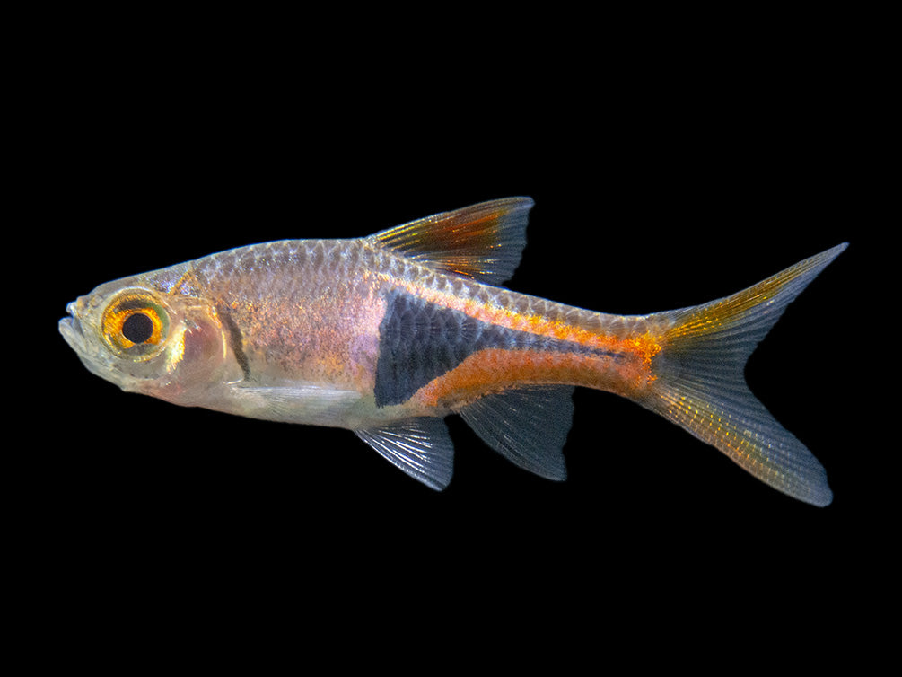 Harlequin Rasbora (Trigonostigma heteromorpha), Tank-Bred