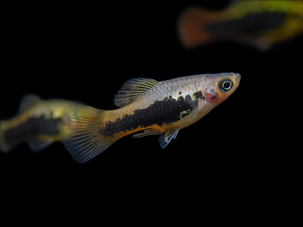 Hawaii Platy (Xiphophorus maculatus) - Tank-Bred!