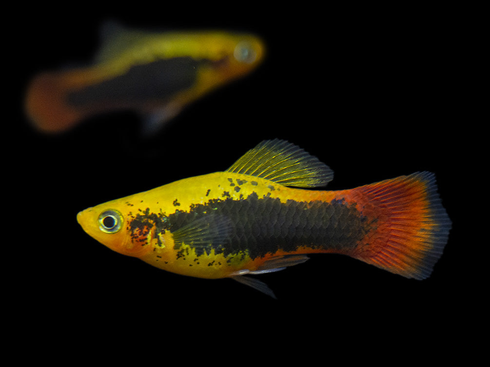 Hawaii Platy (Xiphophorus maculatus) - Tank-Bred!