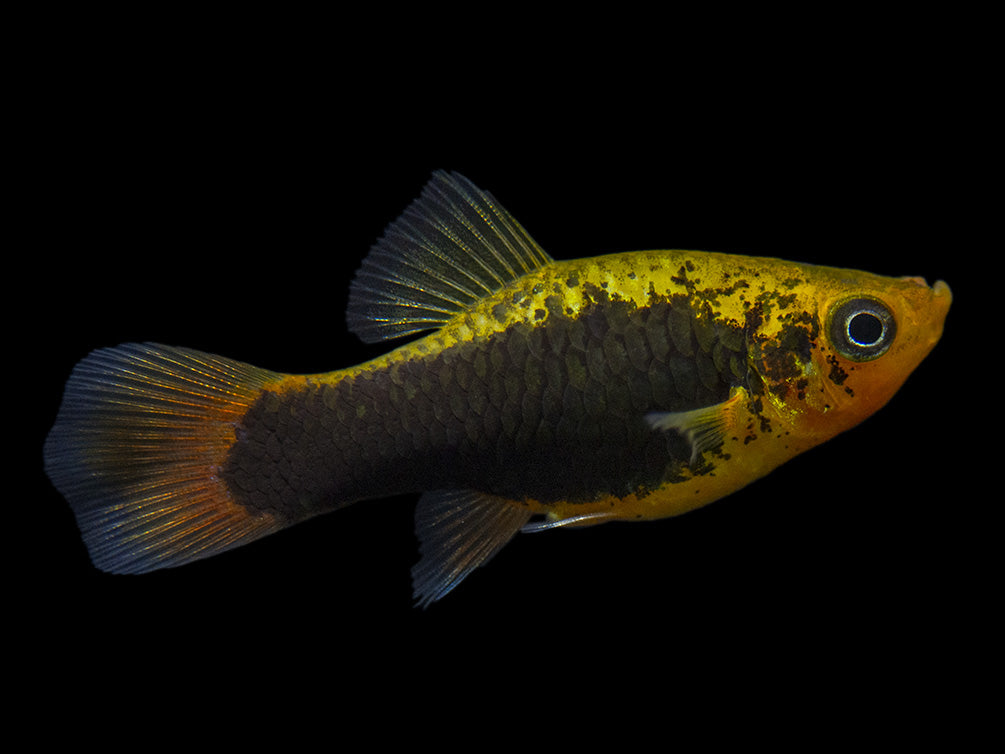 Hawaii Platy (Xiphophorus maculatus) - Tank-Bred!