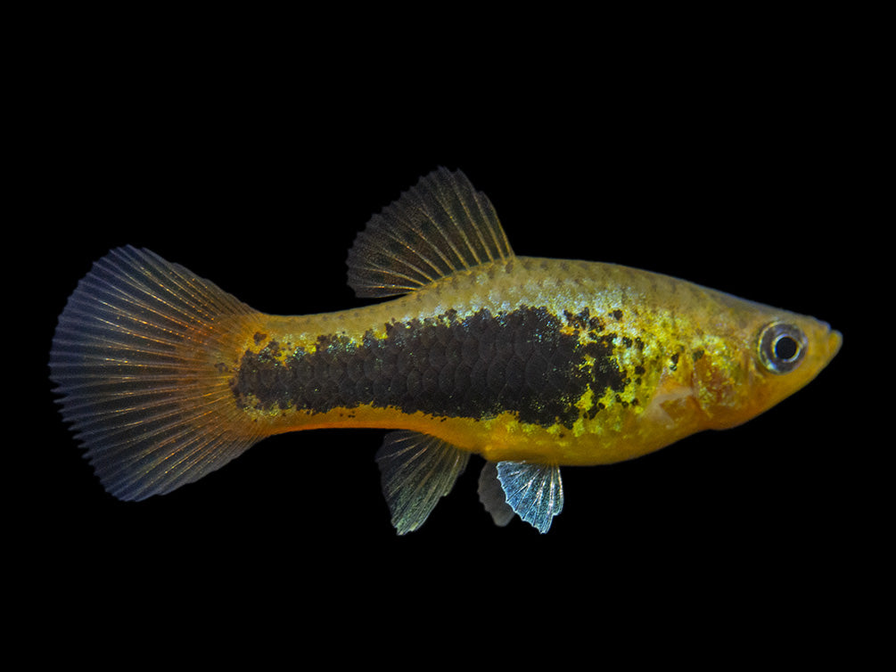 Hawaii Platy (Xiphophorus maculatus) - Tank-Bred!