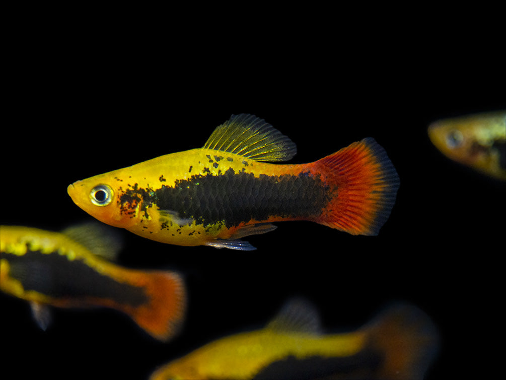 Hawaii Platy (Xiphophorus maculatus) - Tank-Bred!