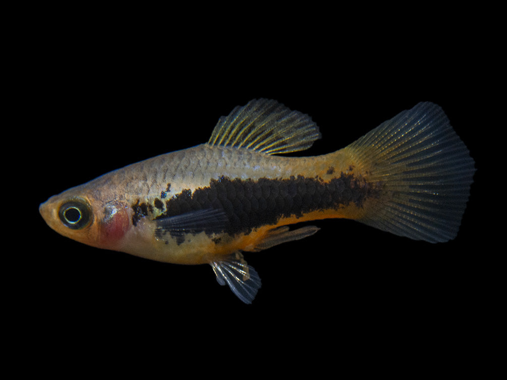 Hawaii Platy (Xiphophorus maculatus) - Tank-Bred!