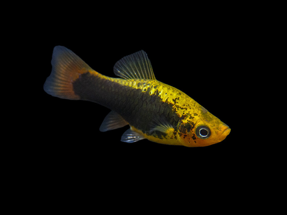 Hawaii Platy (Xiphophorus maculatus) - Tank-Bred!