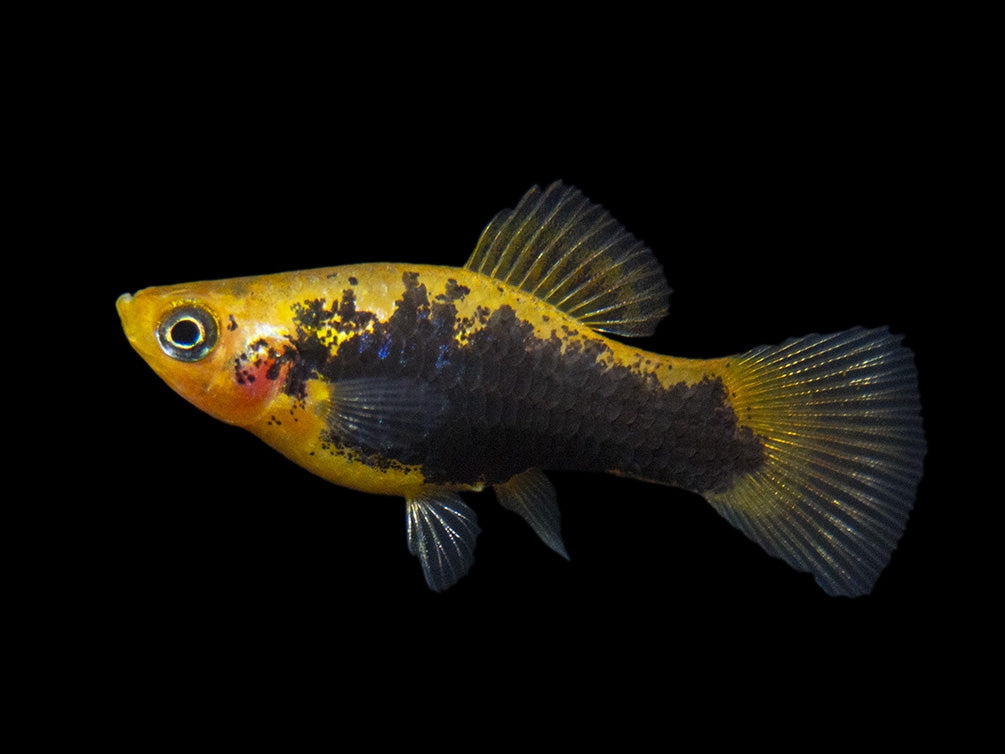 Hawaii Platy (Xiphophorus maculatus) - Tank-Bred!