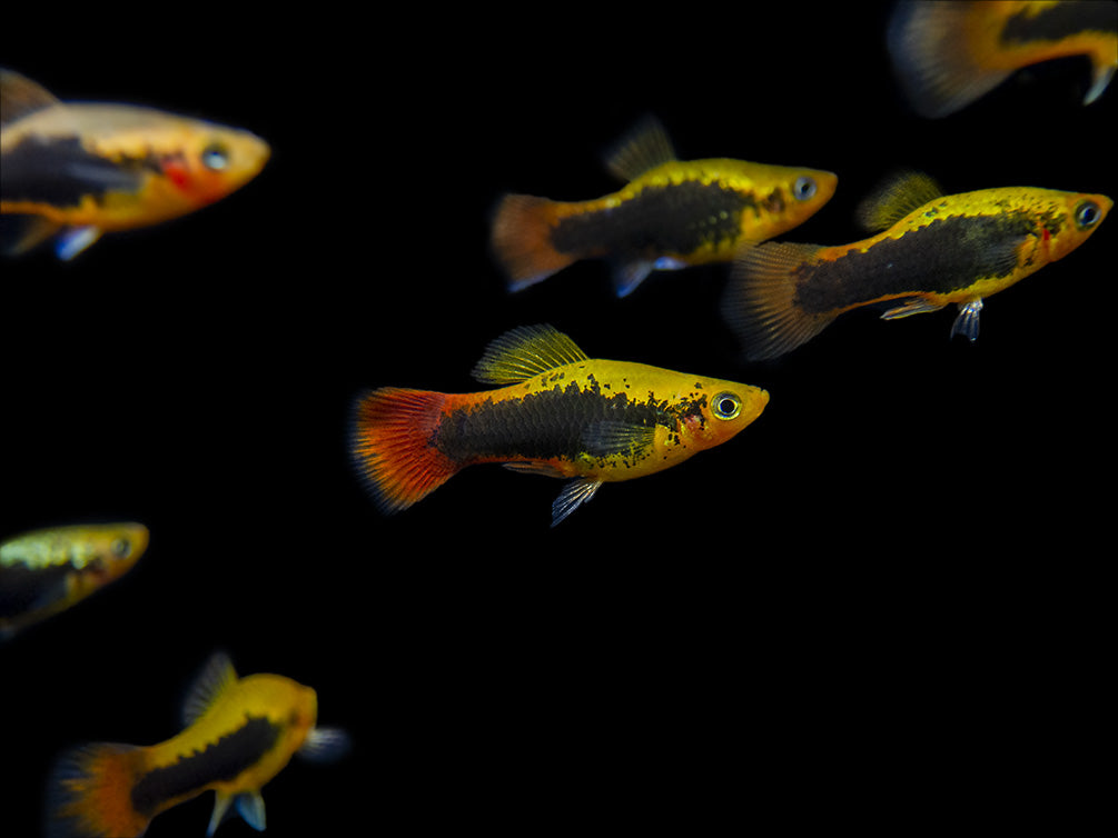 Hawaii Platy (Xiphophorus maculatus) - Tank-Bred!