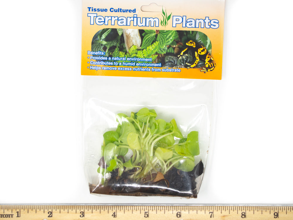 lemon leaf philodendron tissue sample Heart Leaf Philodendron (P. cordatum) Tissue Culture