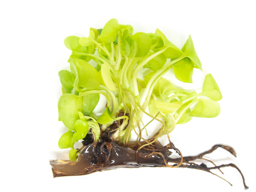 Heart Leaf Philodendron Tissue Culture