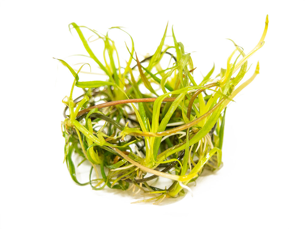 Corkscrew Chain Sword (Helanthium augustifolia "Vesuvius") Tissue Culture