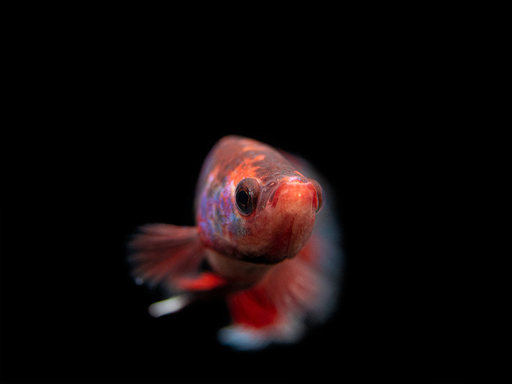 Assorted Hellboy Halfmoon Betta (Betta splendens) - Tank-Bred!