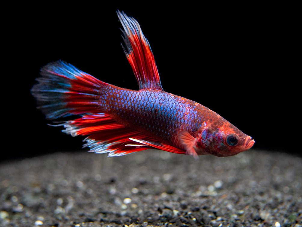 Assorted Hellboy Halfmoon Betta (Betta splendens) - Tank-Bred!